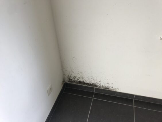 Humidité Du Mur De La Maison à Cause De Problèmes De Pluie